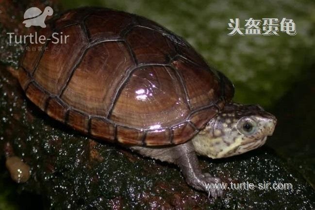 头盔蛋龟