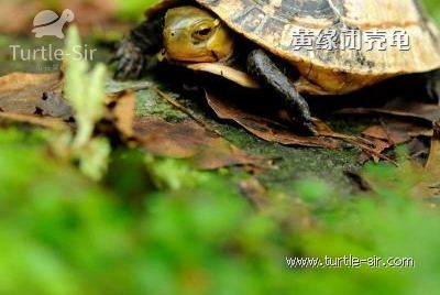 黄缘闭壳龟