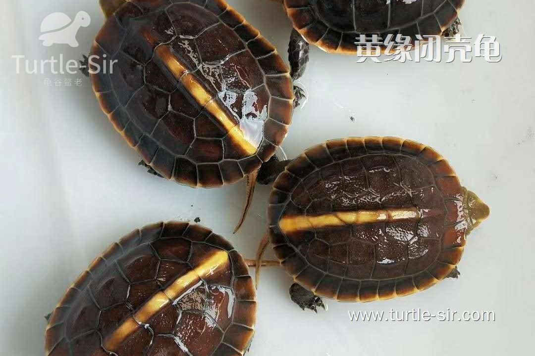 黄缘闭壳龟