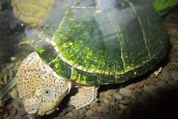 乌龟背甲上的青苔怎么清理「龟谷鳖老」