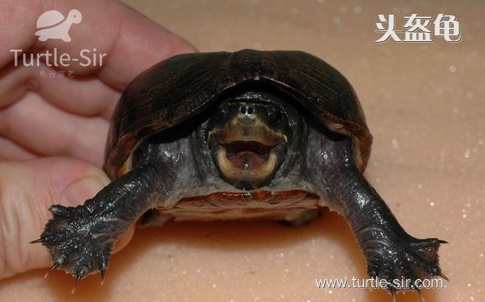 头盔泥龟-头盔蛋龟-头盔龟
