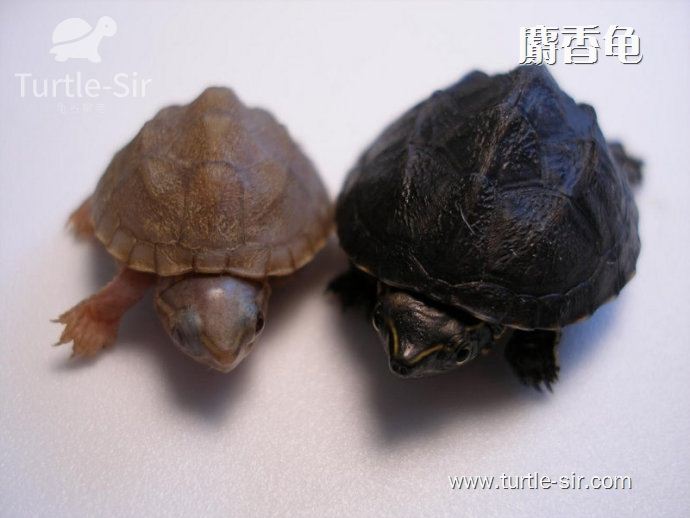 麝香龟-麝香蛋龟