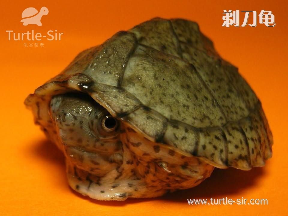 剃刀龟-剃刀龟蛋-剃刀麝香龟-刀背麝香龟