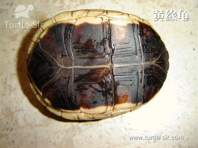 黄缘龟