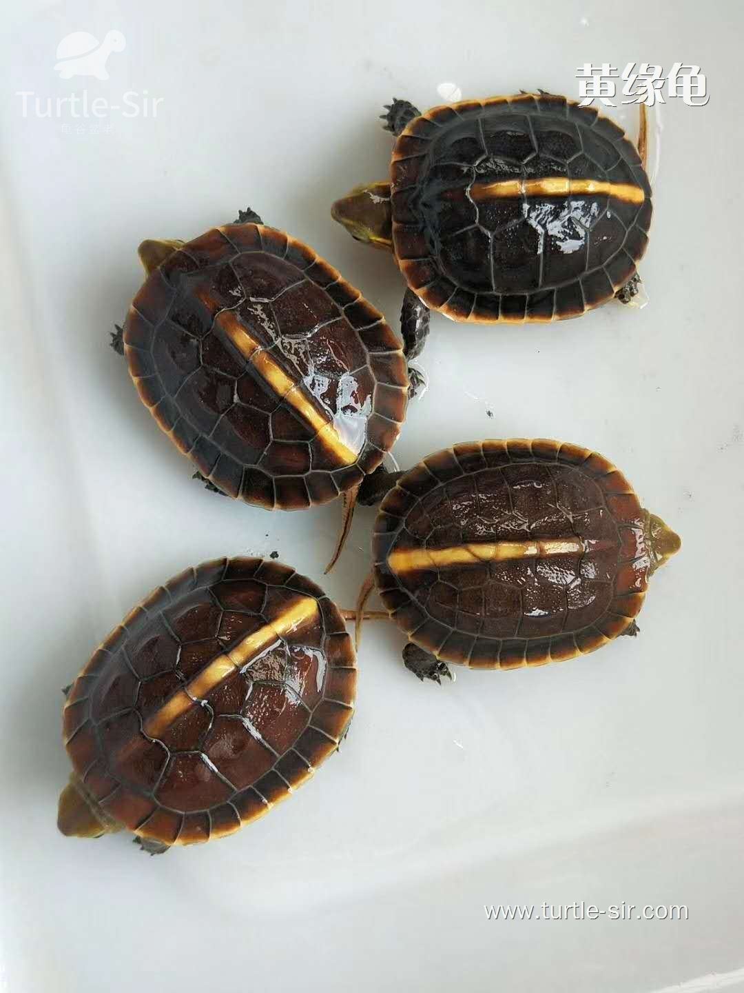 黄缘龟