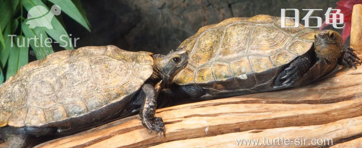 日本石龟-日石龟