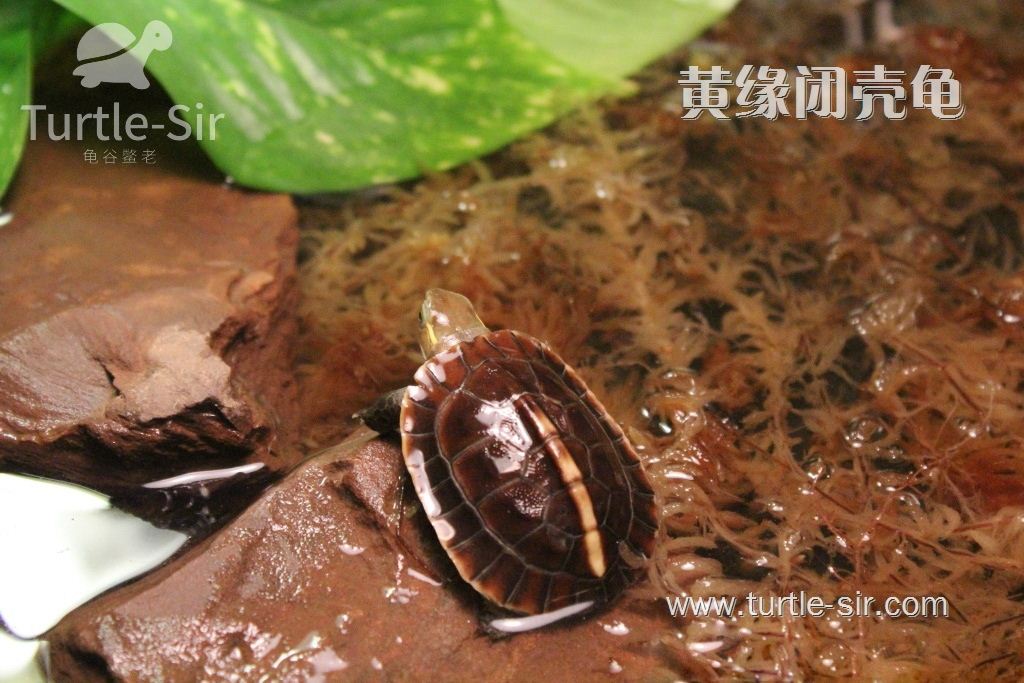 黄缘龟
