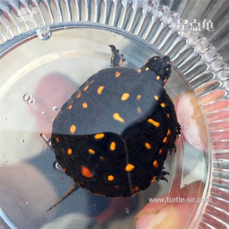 星点龟_星点水龟