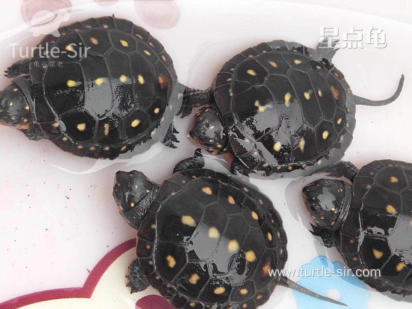 星点龟_星点水龟