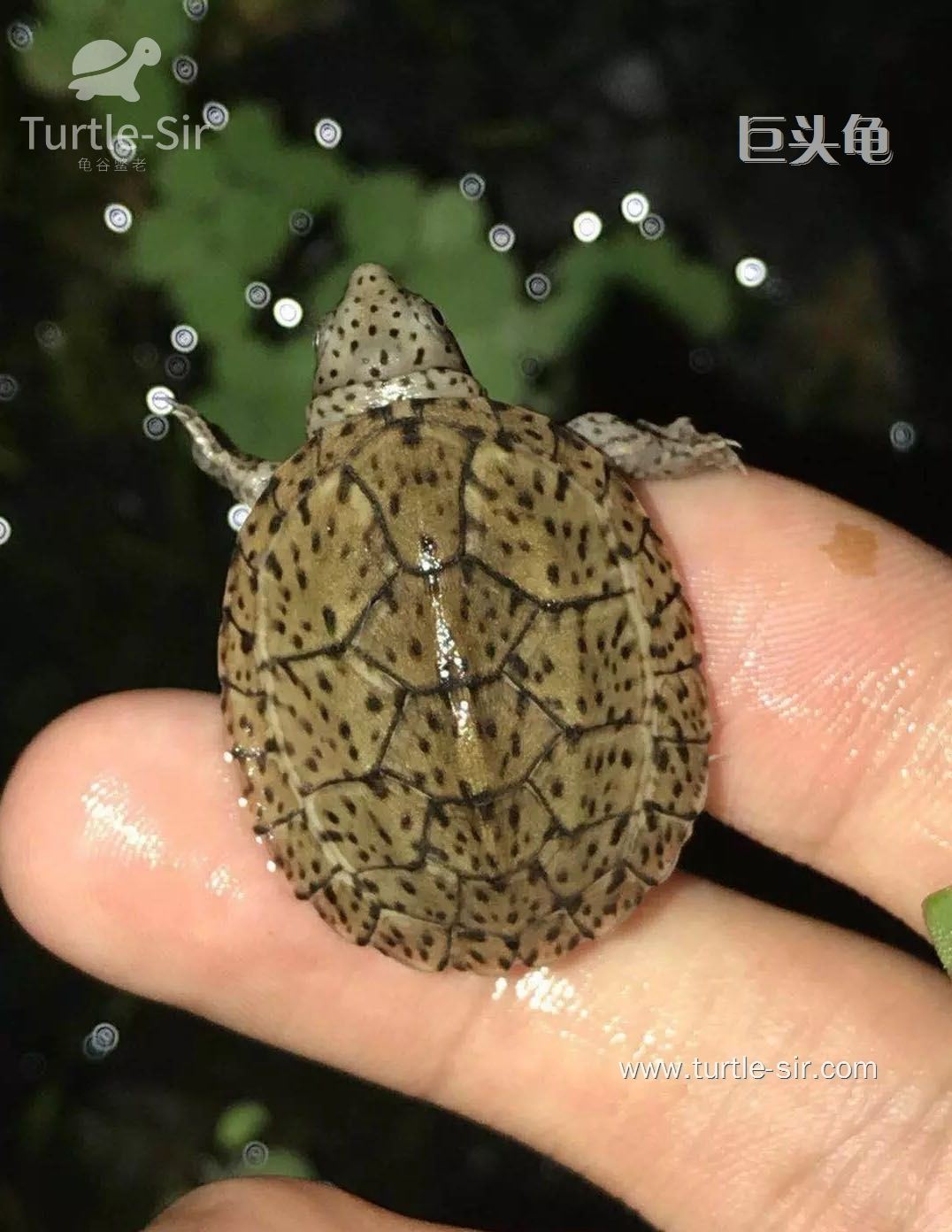 巨头龟_巨头蛋龟_巨头麝香龟
