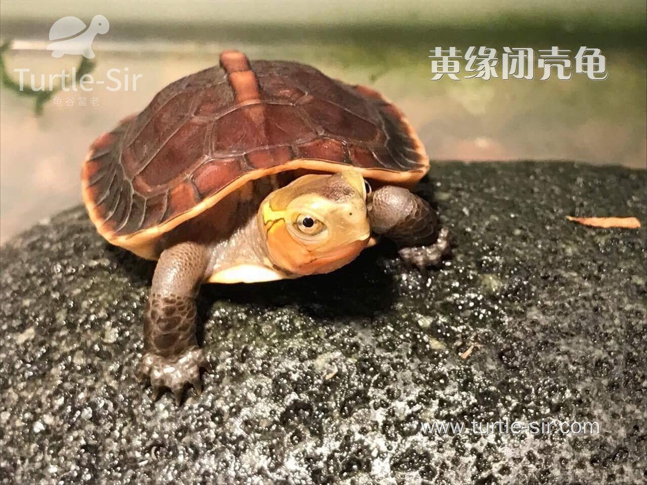 黄缘闭壳龟_黄缘龟