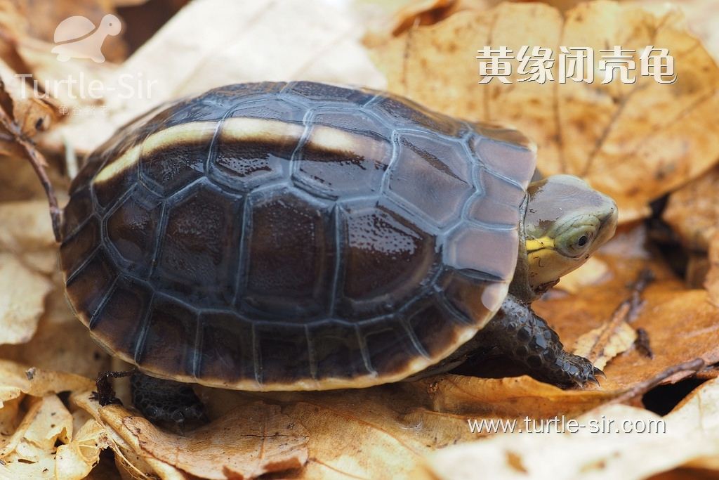 黄缘闭壳龟_黄缘龟