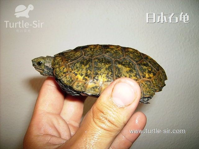 日本石龟_日石龟