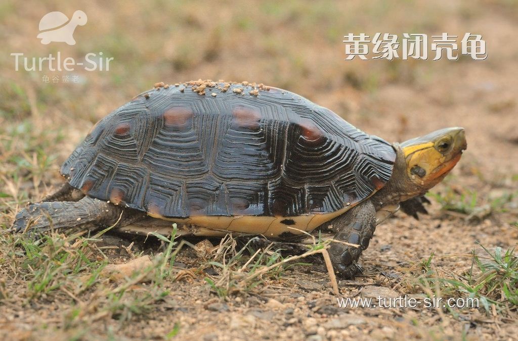 黄缘闭壳龟