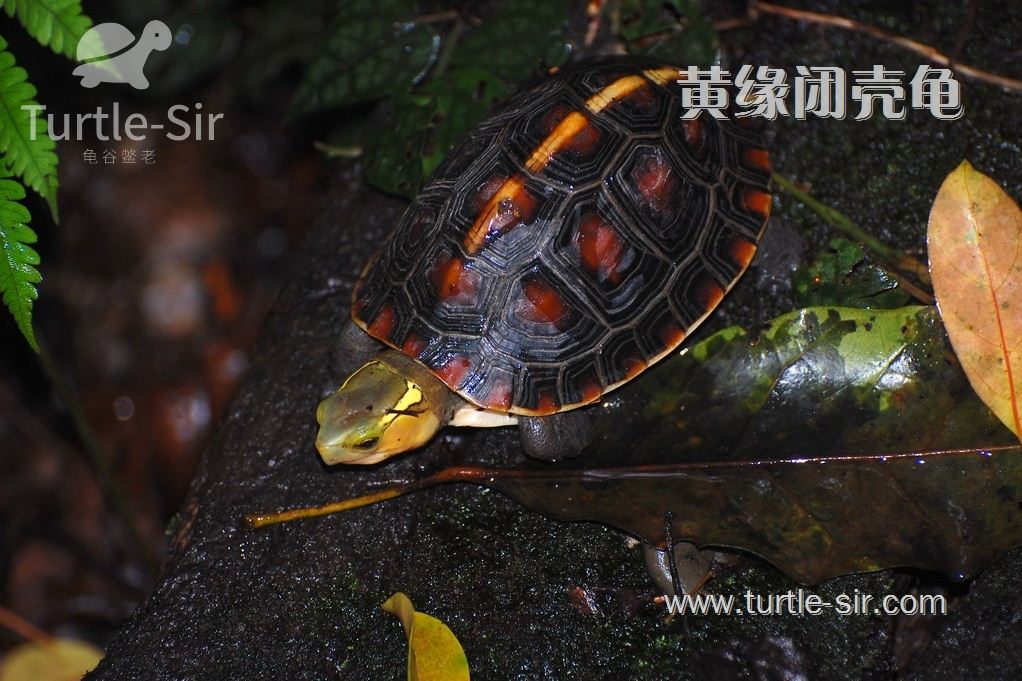 黄缘龟_黄缘闭壳龟