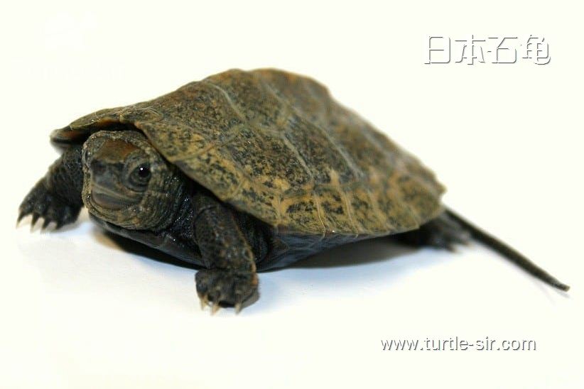 日本石龟