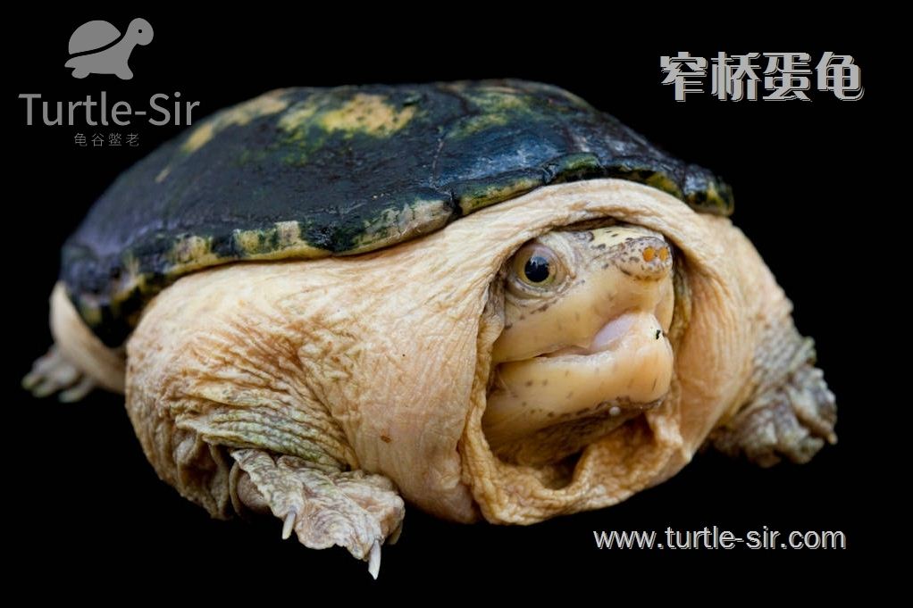 窄桥龟