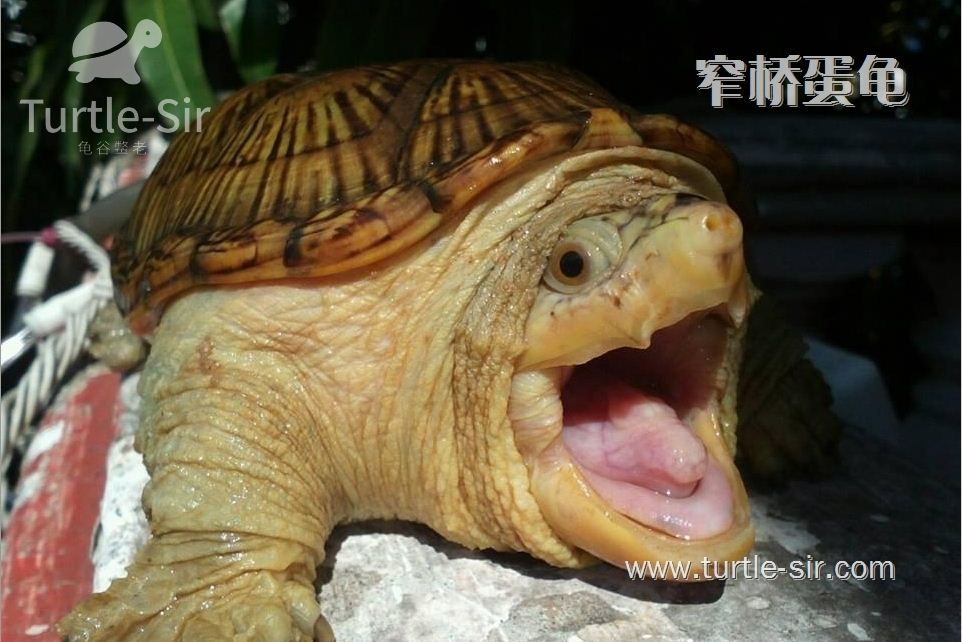 窄桥龟