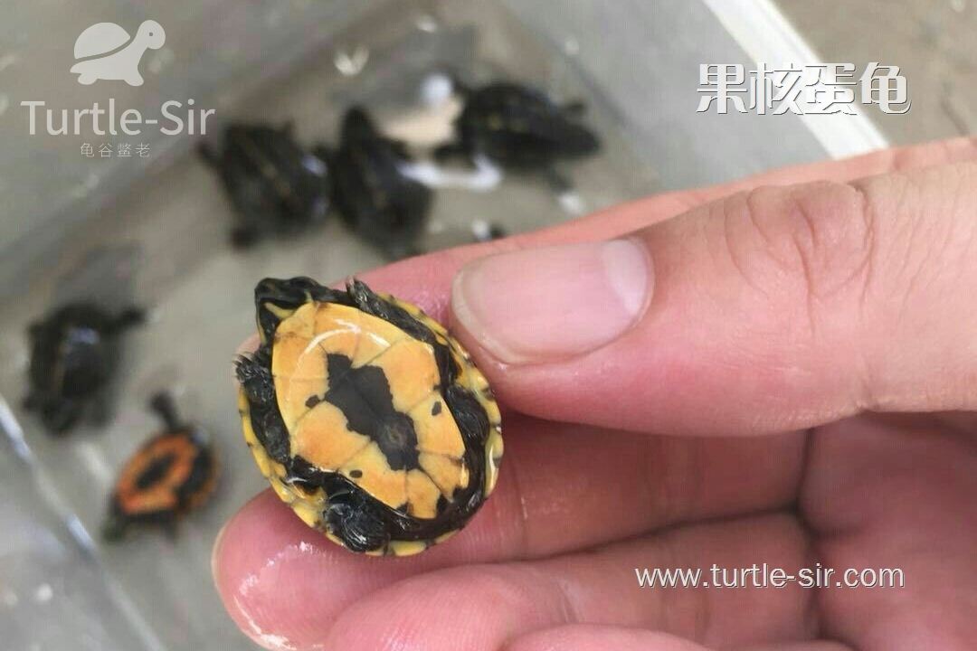 果核龟