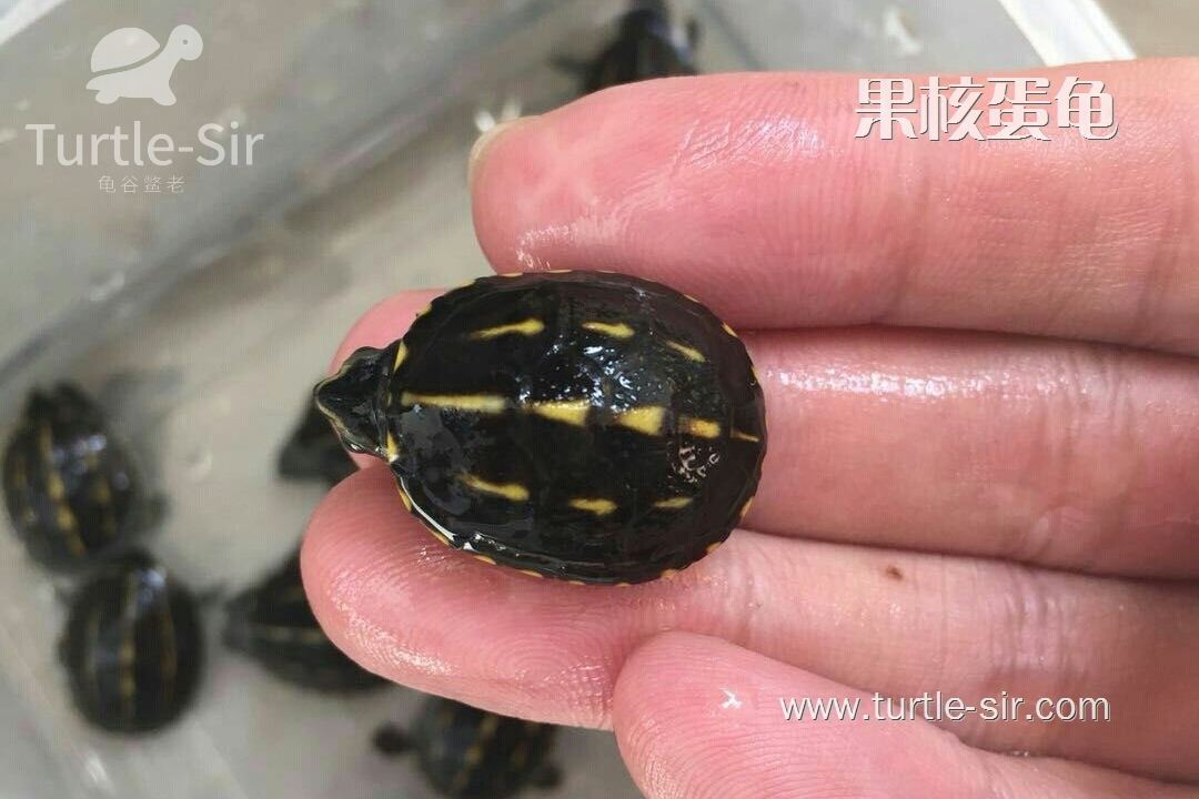 果核龟