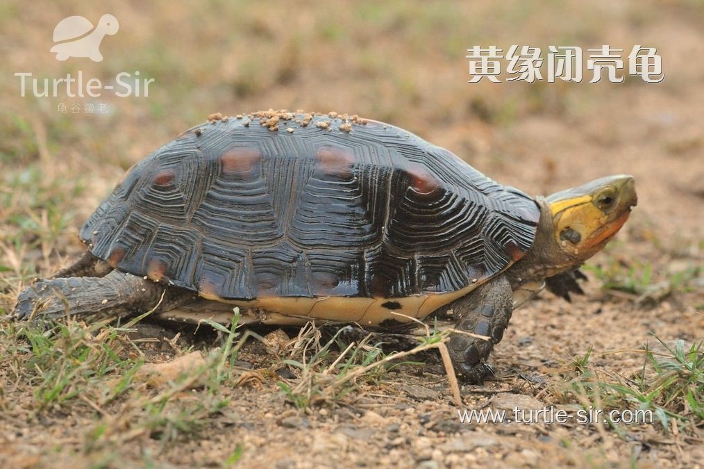 黄缘闭壳龟