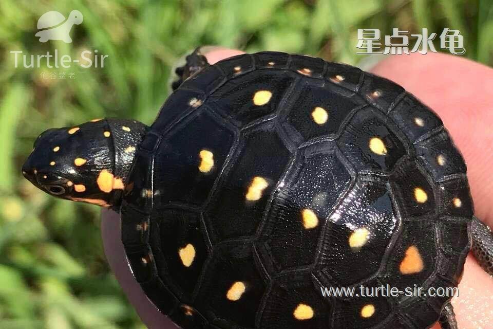 星点水龟