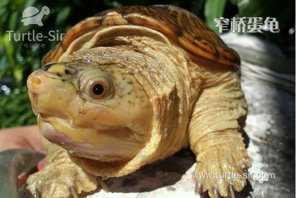 窄桥蛋龟