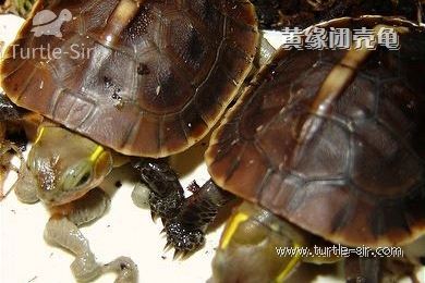 黄缘闭壳龟