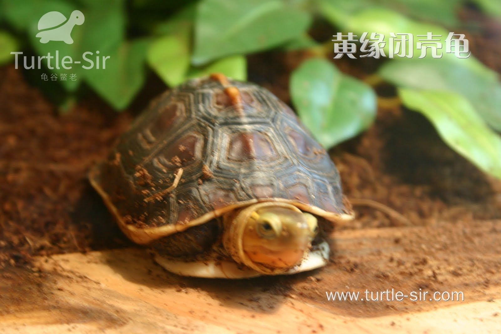 黄缘闭壳龟 黄缘闭壳龟