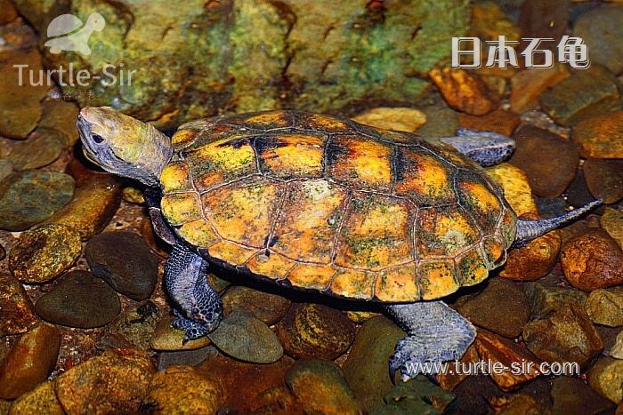 日本石龟