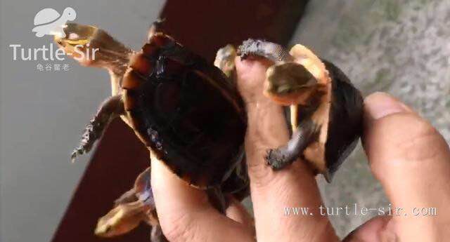 黄缘闭壳龟 黄缘闭壳龟