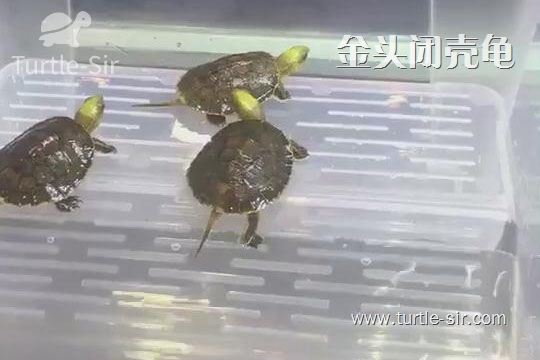 金头闭壳龟