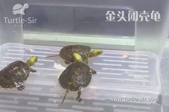 金头闭壳龟