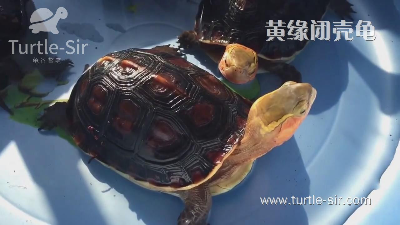 黄缘闭壳龟