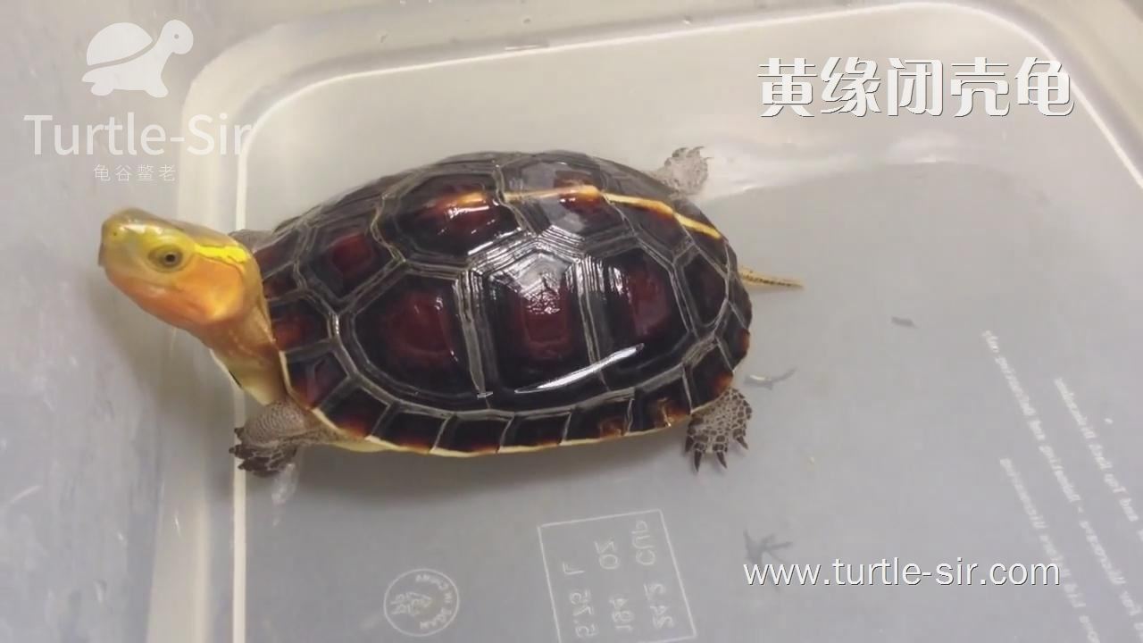 黄缘闭壳龟