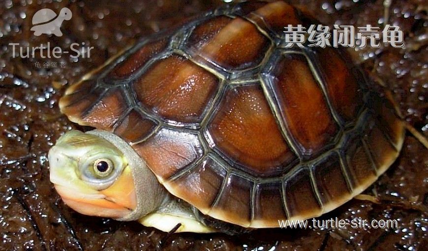 黄缘闭壳龟