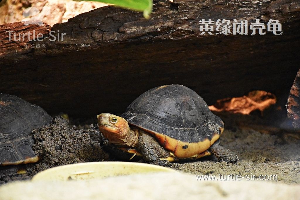 黄缘闭壳龟