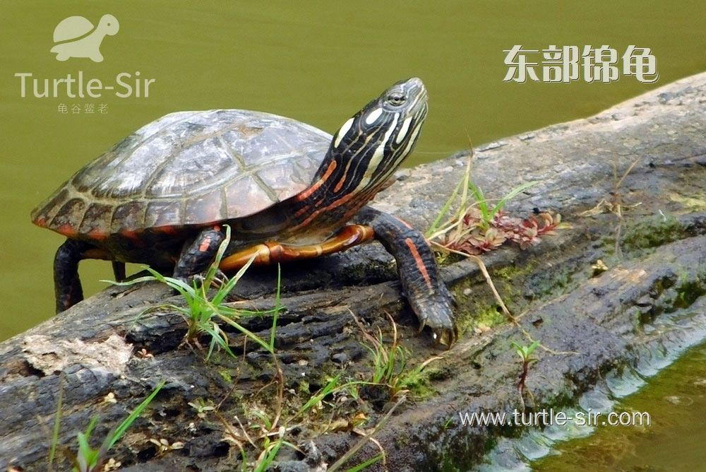 东部锦龟