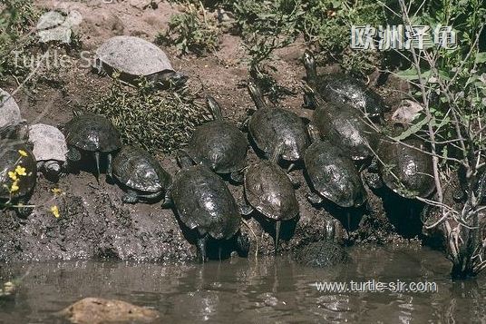 欧洲泽龟