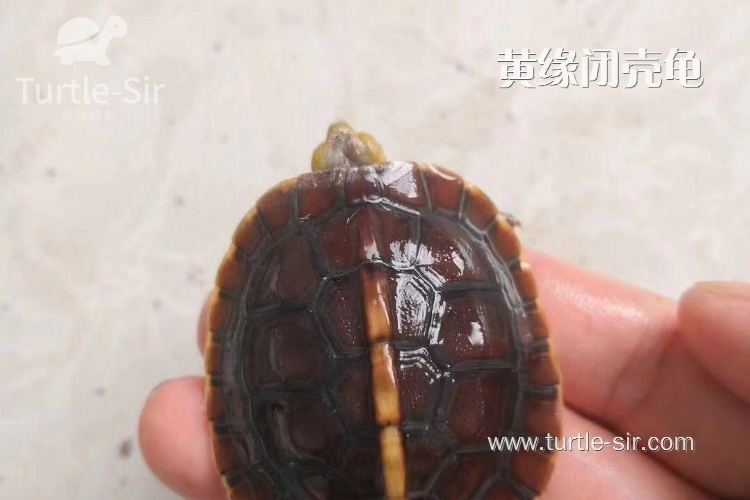 黄缘龟