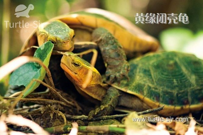 黄缘闭壳龟