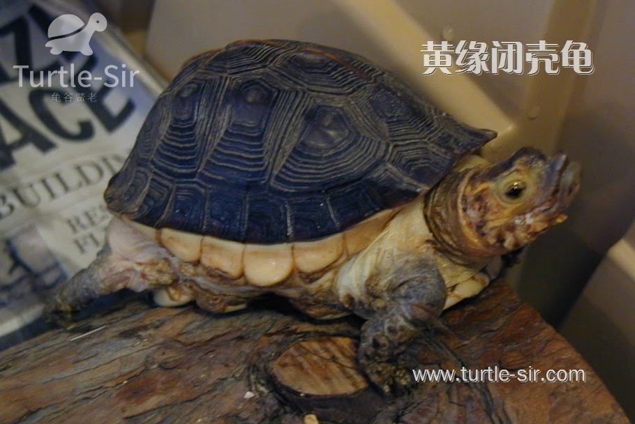 黄缘闭壳龟