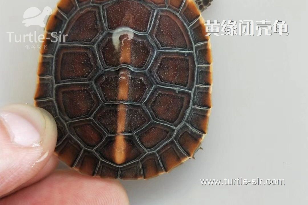 黄缘闭壳龟