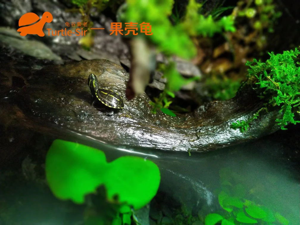 坏坏的果核龟