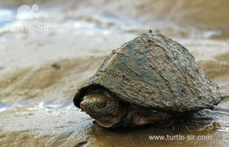 宠物龟小乌龟腐甲病症状、病因、防治办法