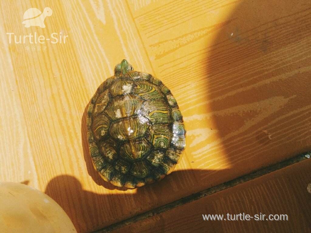 宠物龟小乌龟白斑病症状、病因、防治办法
