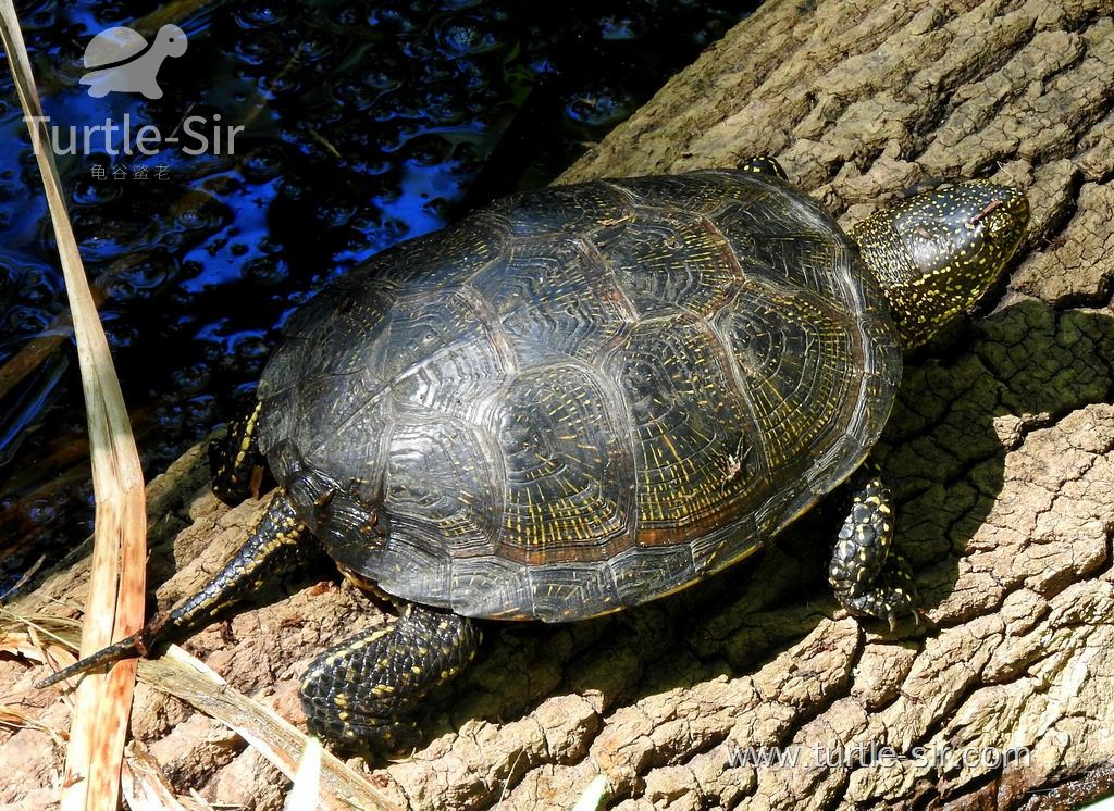 宠物龟小乌龟蜱螨寄生虫病症状、病因、防治办法
