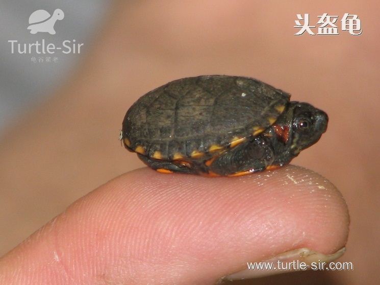 东方泥龟和头盔泥龟有什么区别？