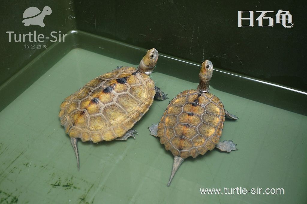 日本石龟—棕黄色的小可爱，日本石龟的生活习惯