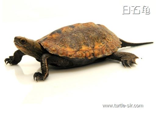 日本石龟喜欢吃什么，日本石龟怎么养